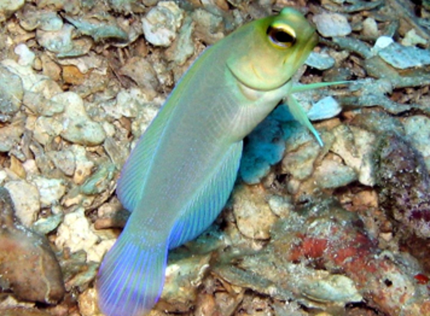 knowt flashcard image