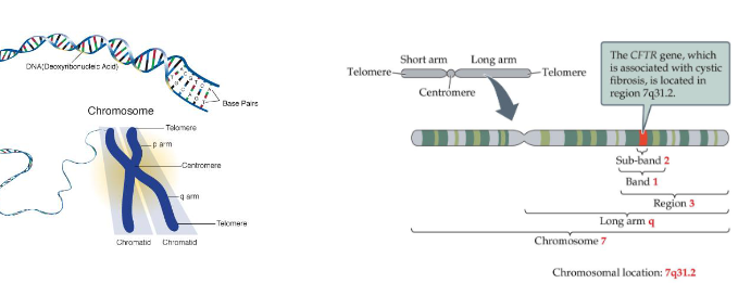 <ul><li><p><strong>chromosome = </strong>a long piece of double-stranded DNA → has a long arm (q) and a short arm (p)</p></li><li><p>staining reveals a band band pattern</p></li><li><p>(chromosomes are long, thread-like structures made up of DNA and proteins. They carry many genes and r found inside the nucleus of our cells.)</p></li></ul><p></p>