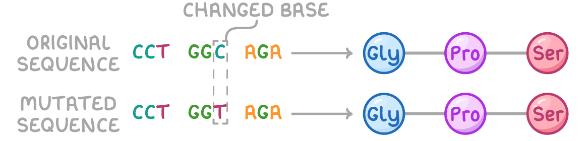 <p>the genetic code is degenerate - more than one codon may code for the same amino acid</p>