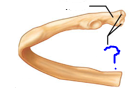 <p>Projections that help to form joints</p><ul><li><p>smooth, nearly flat articular surface</p></li></ul>