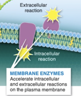 <p>membrane enzymes</p>
