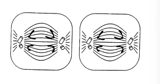 <p>the centromeres split, one chromatid from each chromosome moves towards each pole</p>