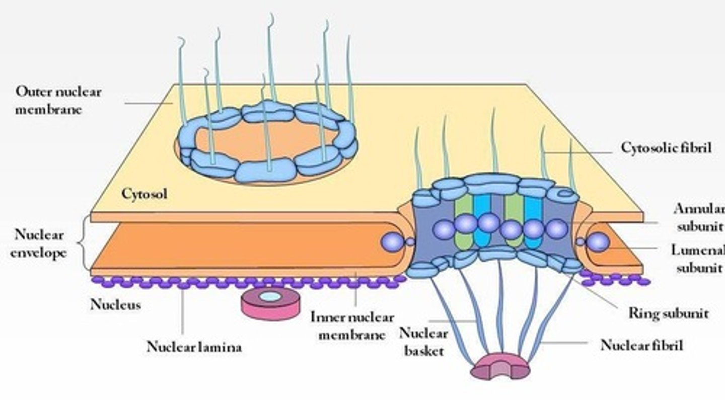 <p>line the nuclear envelope; regulate information flow between the nucleus and cytoplasm</p>