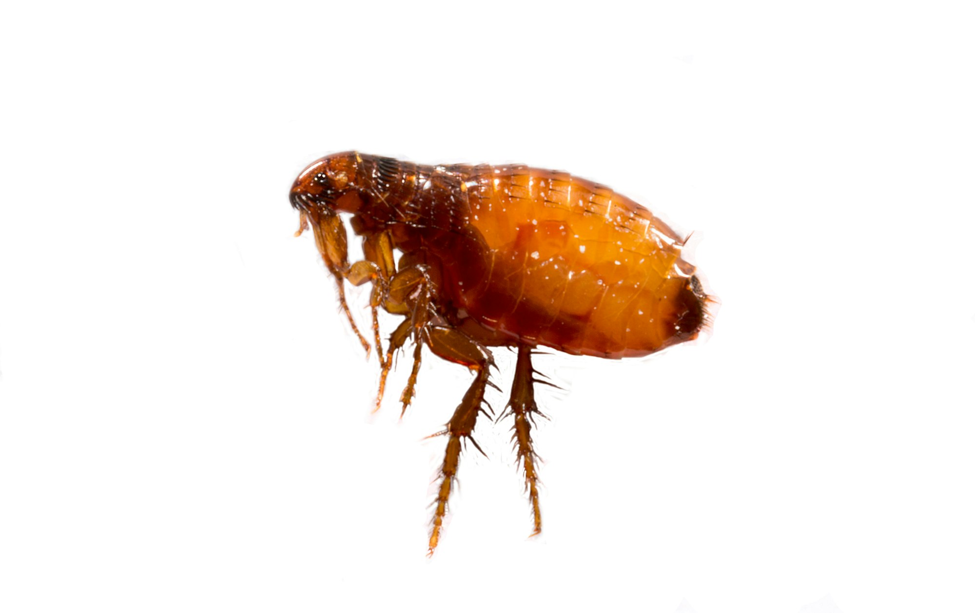 <p>fleas</p>