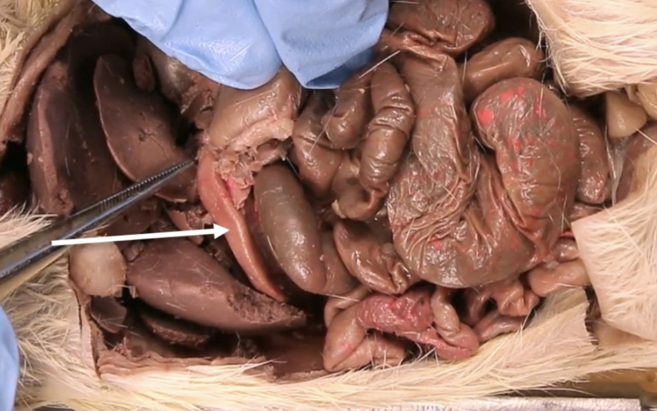 <p>What is this?</p>