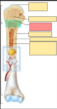 <p><strong>bone elongation occurs here</strong> as chondrocytes proliferate, enlarge, die and are replaced by bone</p>