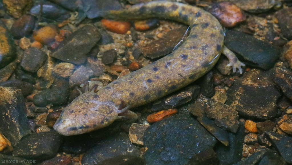 <p>necturus maculosus</p>