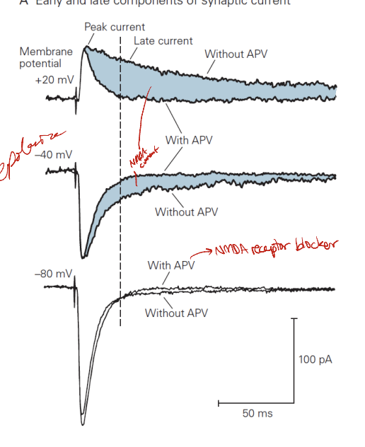 * EPSC = excitatory postsynaptic current
* NMDA doesn’t contribute much to EPSC at hyper polarized membrane potentials
* can tell with the APV test → APV is an antagonist for NMDAs
* without APV you have a delays response but with APV you have a very fast response → depolarization
* Hyperpolarization → faster response with APV than without