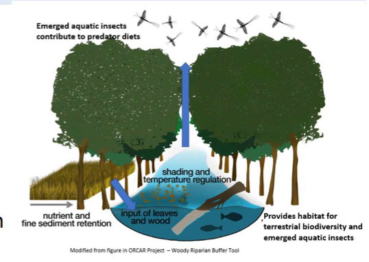 <p>Important two-way subsidies</p><ol><li><p>Leaf litter fuels aquatic food webs, insects from riparian vegetation are an important diet of salmonids</p></li><li><p>Emerged adult aquatic insects contribute to terrestrial predator diets (bats, birds and spiders).</p></li><li><p>Riparian vegetation can attenuate diffuse population and regulate extremes in temperature (climate change pressure)</p></li></ol><p>Degraded or no riparian buffer zones in many catchments in Ireland leave surface waters open receptors for diffuse pollution. </p><p></p>