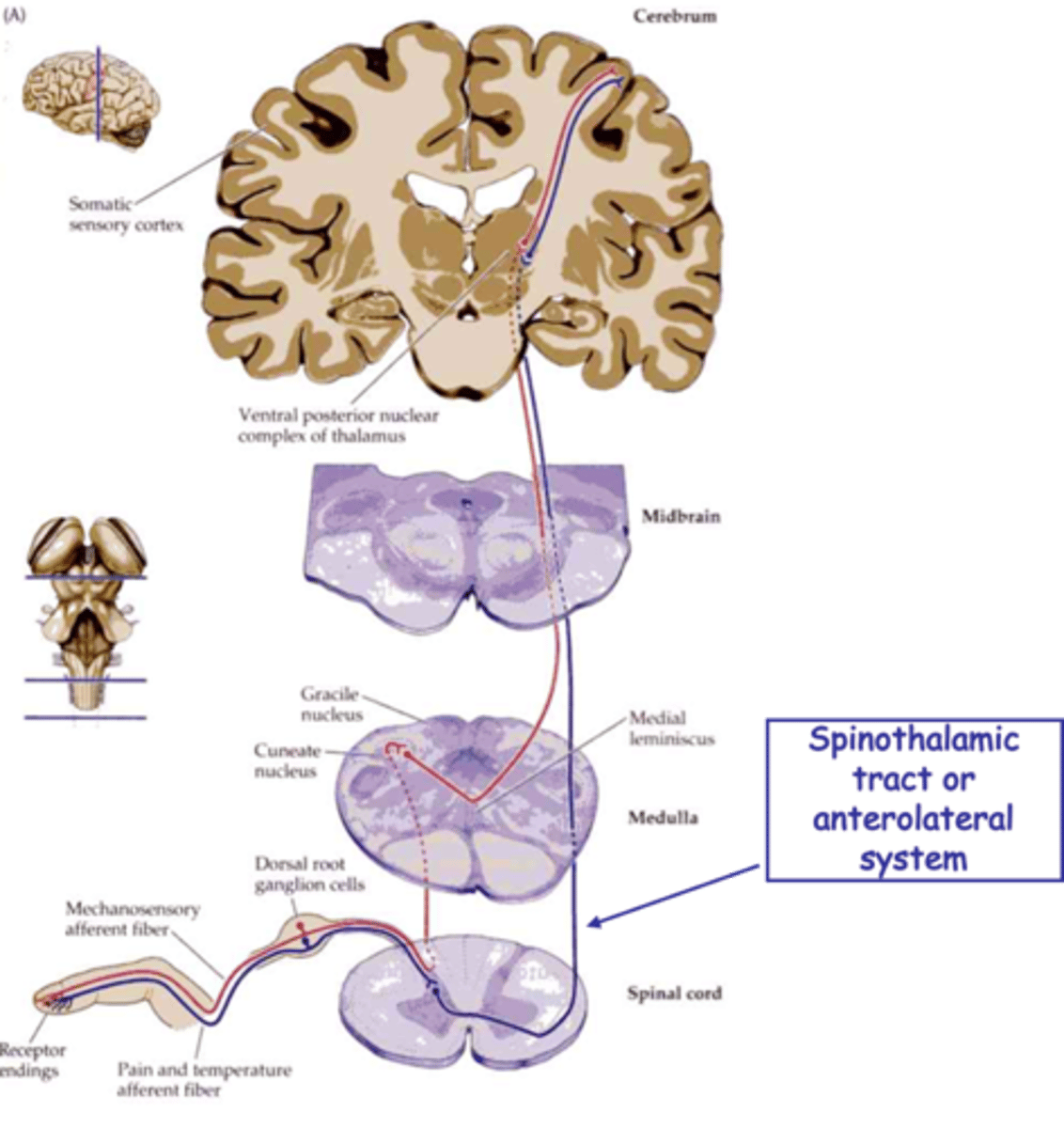 <p>What does sensory discriminative signal?</p>