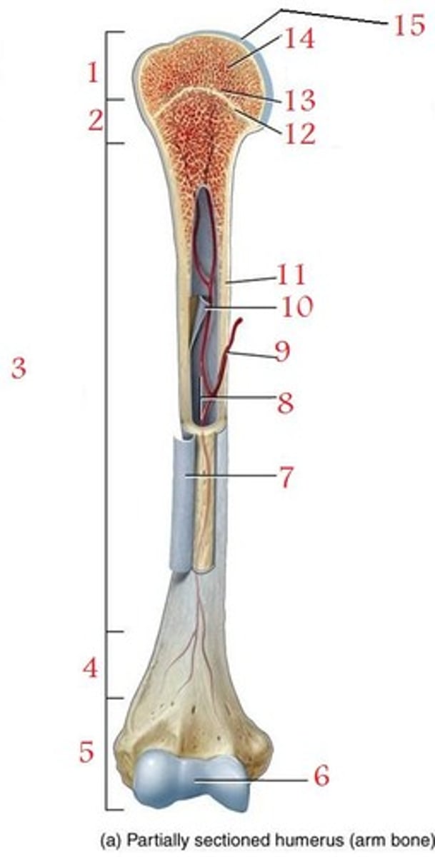 <p>DEFINITION</p><p>12</p>