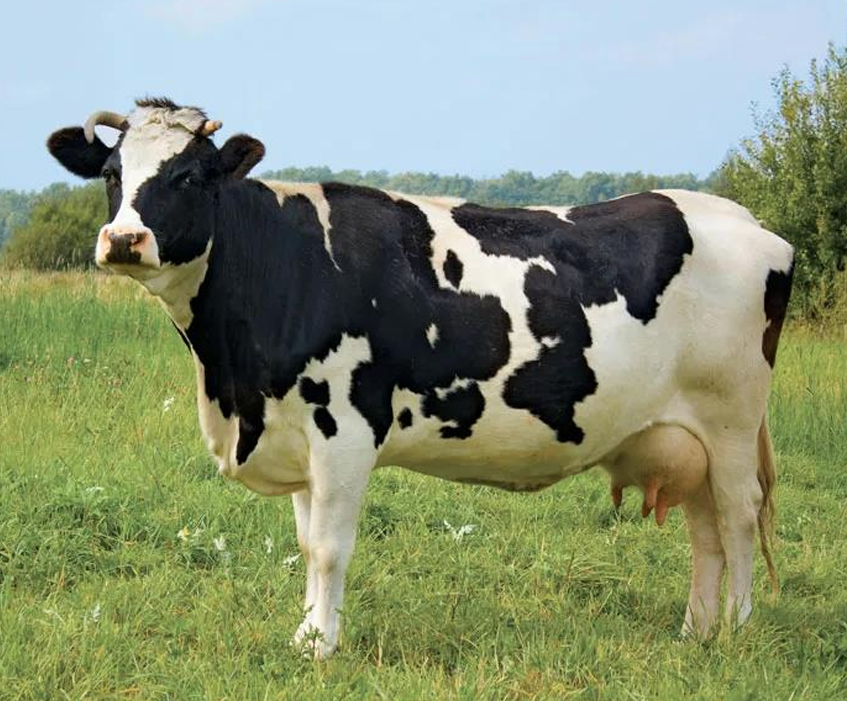 <ul><li><p>Originated in <strong>Holland</strong></p></li><li><p><strong>Largest of the Dairy Breeds</strong></p></li><li><p>Have the <strong>highest milk production</strong></p><ul><li><p>Produce the most TOTAL butterfat</p></li><li><p>Produce the <strong>least bufferfat percentage (3%)</strong></p></li></ul></li><li><p>Can be red &amp; white</p></li></ul><p></p>