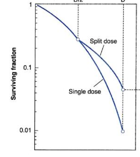 <p>what happens to repair when we fractionate?</p>