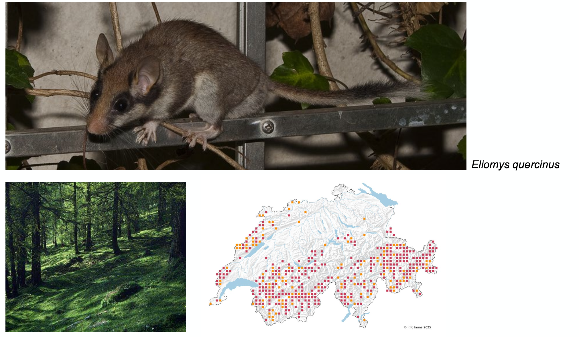 <p><strong>Biologie</strong></p><p class="p1"><span style="line-height: normal;"><span>− </span></span>Dämmerung und nachtaktiv, verbringen die meiste Zeit am Boden, Nester in Baumhöhlen aber auch in Felsspalten, Holzstapel, Trockenmauern, Scheunen, während des Winterschlafs können sich mehrere Tiere ein Nest teilen</p><p class="p1"><span style="line-height: normal;"><span>− </span></span>Opportunistischer Allesfresser: Nüsse, Früchte, Samen und Wirbellose (Insekten, Spinnen und Schnecken) z.T. kleine Wirbeltiere (Amphibien, Kleinsäuger)</p><p class="p1"><span style="line-height: normal;"><span>− </span></span>Fortpflanzung: Mai-Aug., 1 Wurf im Jahr mit 4-6 Jungen</p><p class="p1"><span style="line-height: normal;"><span>− </span></span>Bei Nahrungsmangel Torpor (Starrezustand, Reduktion der Stoffwechselaktivität und Körpertemperatur für einige</p><p class="p1">Tage oder Wochen)</p><p class="p1"><span style="line-height: normal;"><span>− </span></span>Lebensdauer bis 5 Jahre</p><p class="p1"><strong>Lebensraum</strong></p><p class="p1"><span style="line-height: normal;"><span>− </span></span>Laub- und Nadelwälder, Streuobstwiesen, 2/3 der Beobachtungen zwischen 1000-16000 m ü. M.</p>