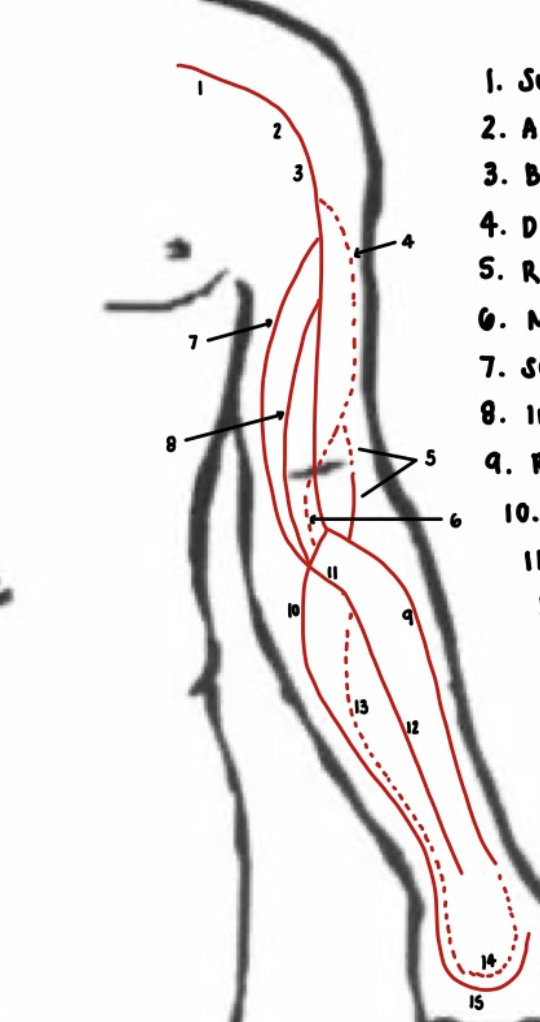 <p>8</p>
