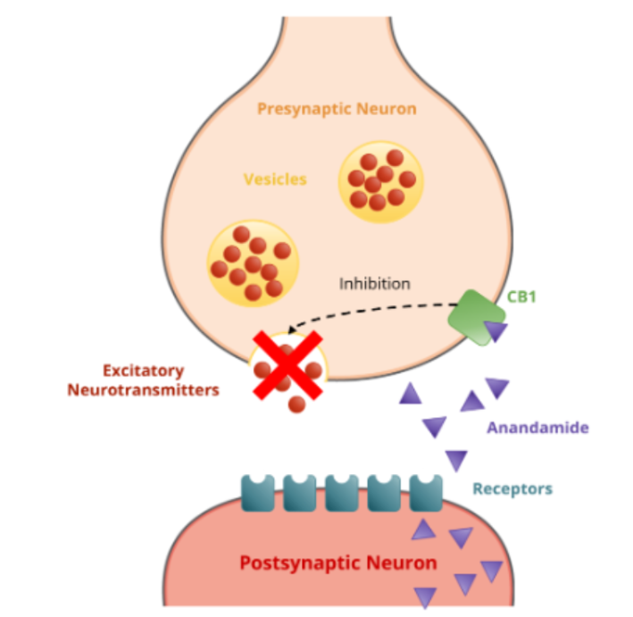 * THC binds to cannabinoid receptors (CB1) 
* CB receptor activated by anadamide/THC: inhibits release of excitatory neurotransmitters → causing reduction in cognitive function