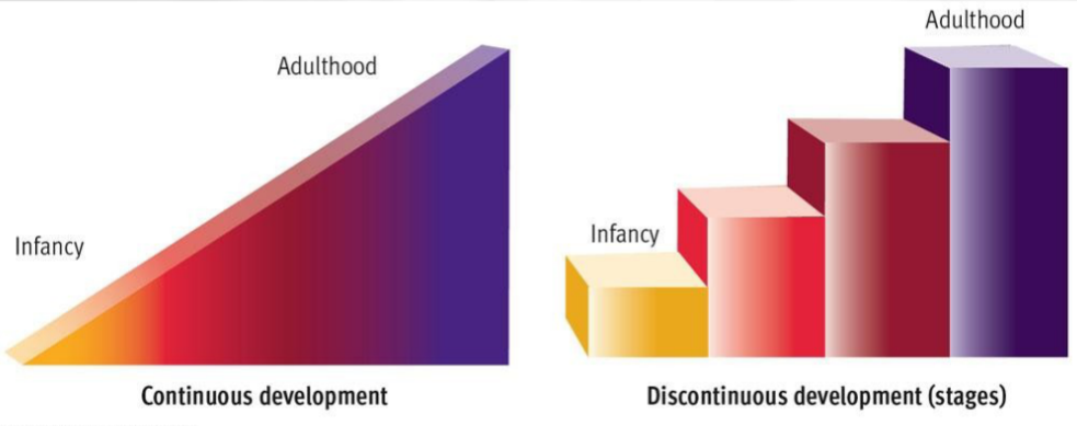 <p>Is development a gradual process or a sequence of stages?</p>