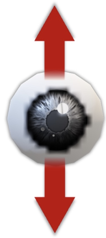 <p><strong><em>Vertical Movement</em></strong><em> </em>(around transverse axis)</p>