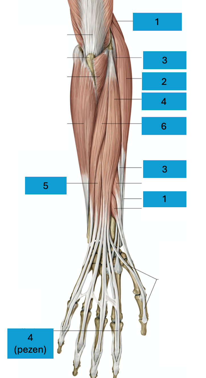 <p>Oppervlakkige dorsale onderarmspieren</p>