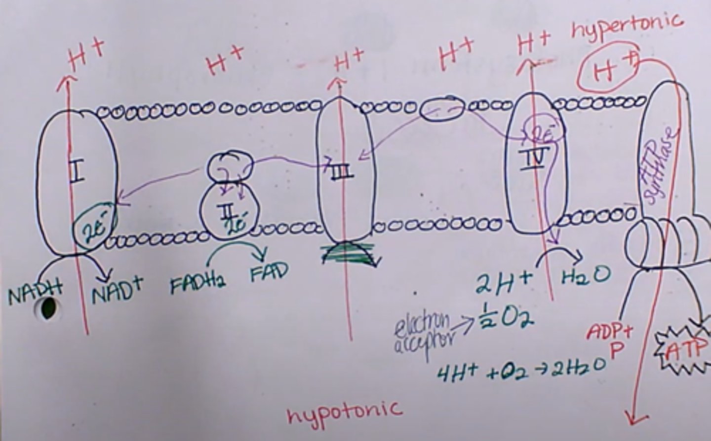 <p>Electron transport chain/oxidative phosphorylation (in mitochondria):</p><p>1. NADH gets made back into NAD+, supplying 2 electrons (the whole purpose of them was to carry the e-s to this step.) This pumps an H+ ion through a transport protein.</p><p>2. FADH2 splits into FAD, supplying 2 more e-s, pumping more H+ through</p><p>3. electrons pump more H+ through another protein.</p><p>4. Because e-s can't just float around, the e-s combine with 1/2 O2 and 2H to make water.</p><p>5. Because of the concentration gradient, all the H+s (there is a lot, varies by organism) flow through ATP synthase to make ADP into ATP</p>