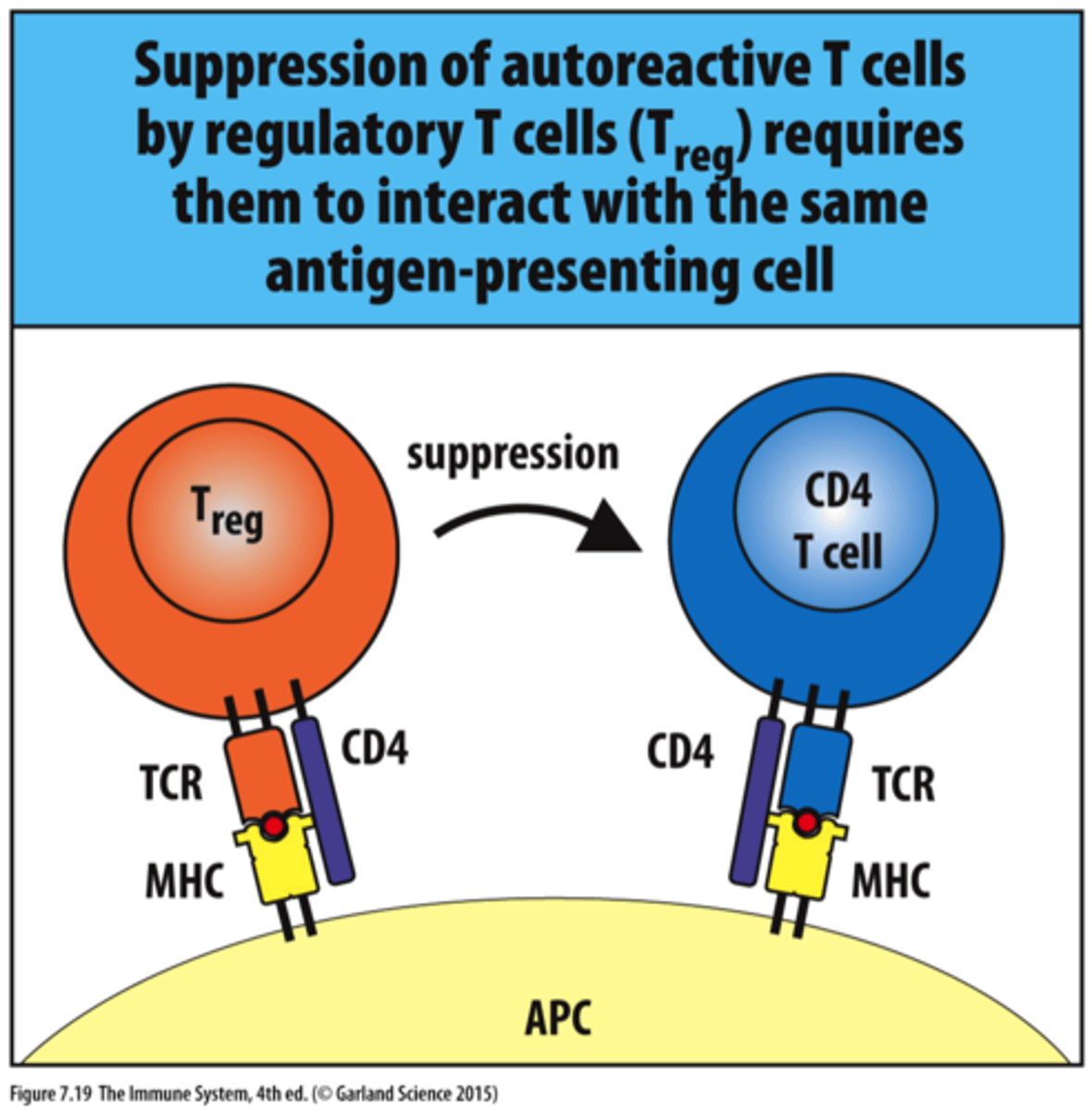 <p>regulatory T cell (suppressor T cell) that dampen an immune response</p>