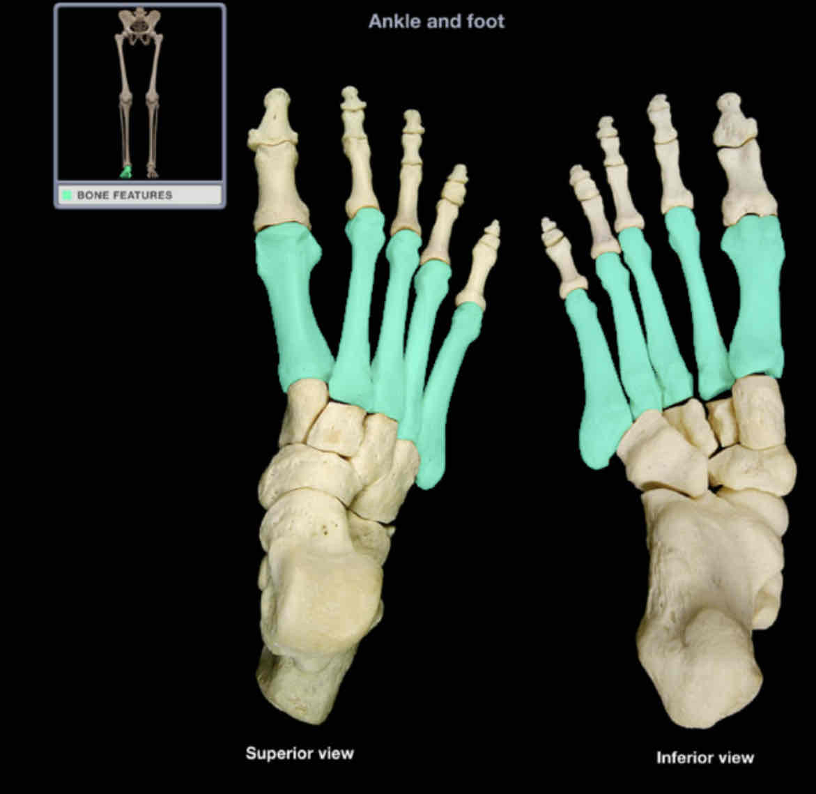 <p>Metatarsals</p>