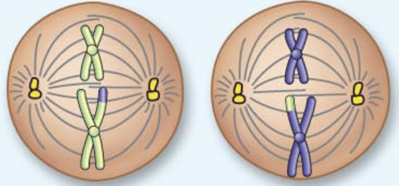 <p><span style="color: green">Métaphase II</span></p>