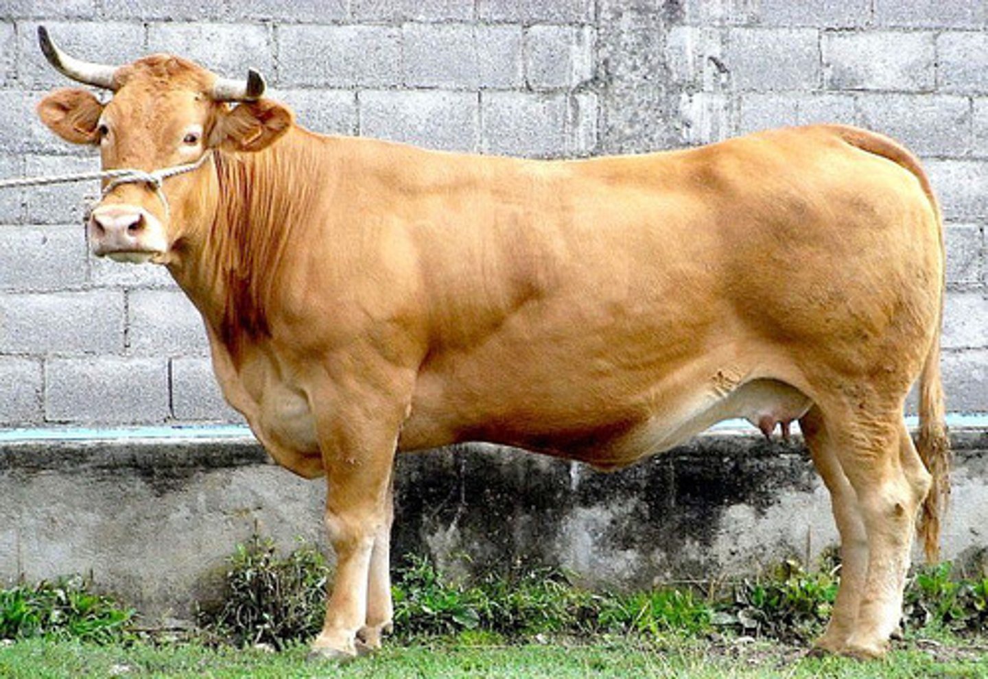 <p>red-blond, wheat or cinnamon color, forward horns, meat and milk, high marble meat, semi-intensive to extensive</p>