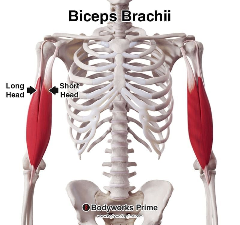 <p><span>Flexes elbow, supinates forearm.</span></p>