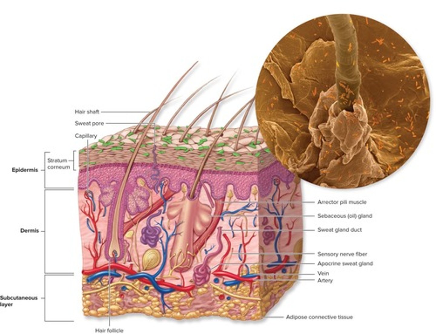 <p>The integument, which includes skin, hair, nails, and glands.</p>