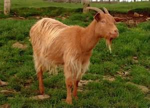 <p>What is this goat breed?</p>