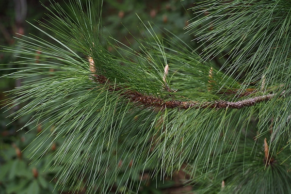 <p><em>Pinus palustris</em></p>