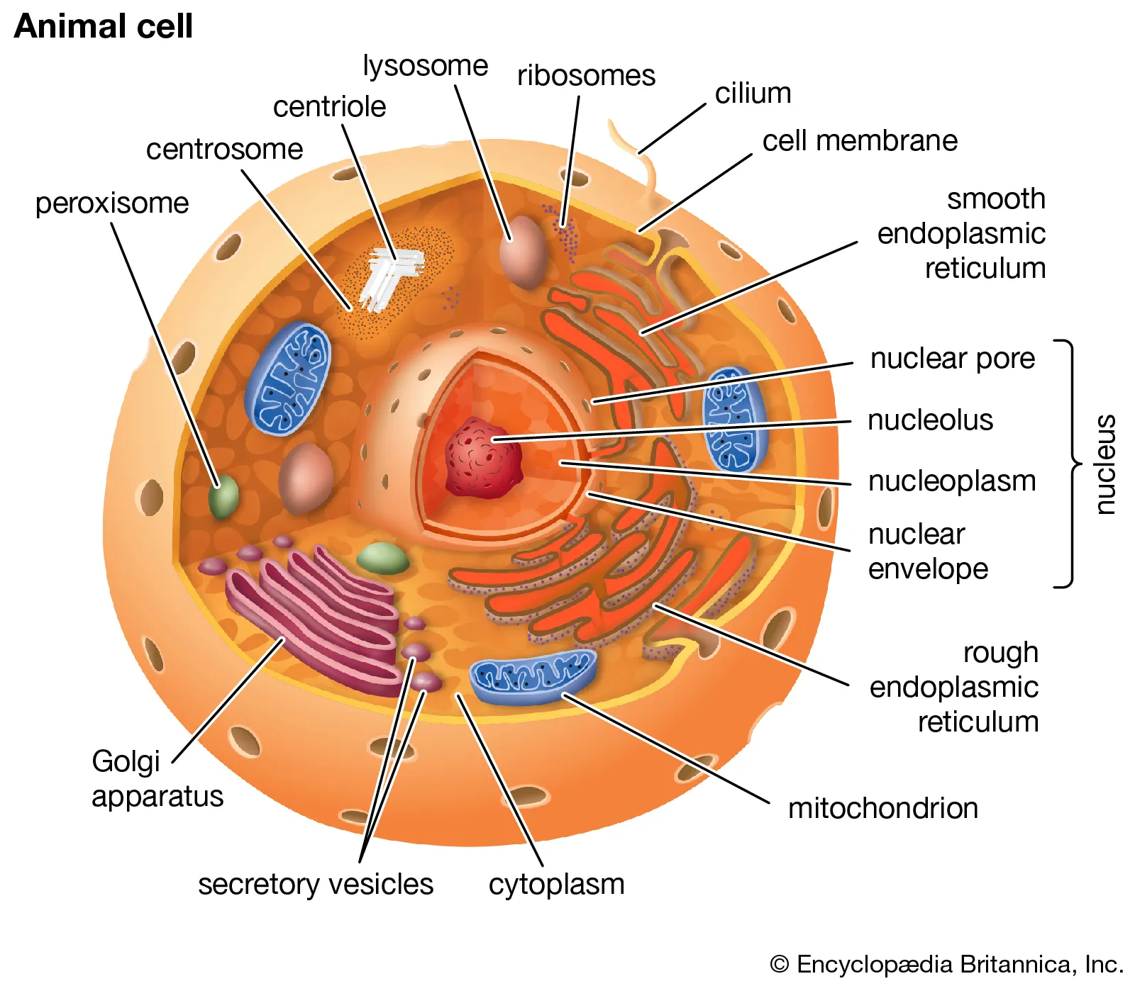 any cell or organism that possesses a clearly defined nucleus; complex; membrane-bound structures;proteins for transport; larger