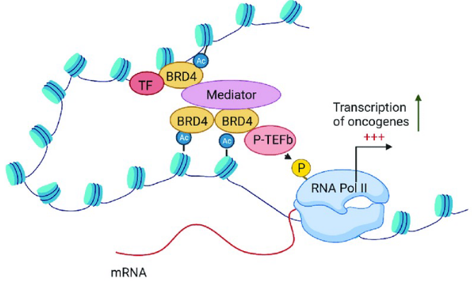 <p>passive scaffold protein and active kinase that phosphorylates RNA polymerase II</p><p>possible therapeutic for Friedreich’s Ataxia → turn on transcription</p>