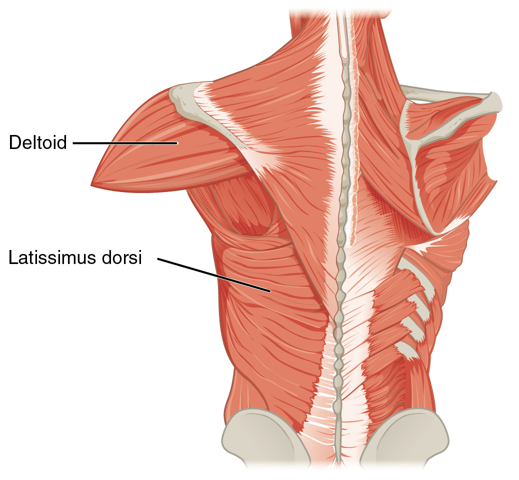 <p>Latissimus Dorsi</p>
