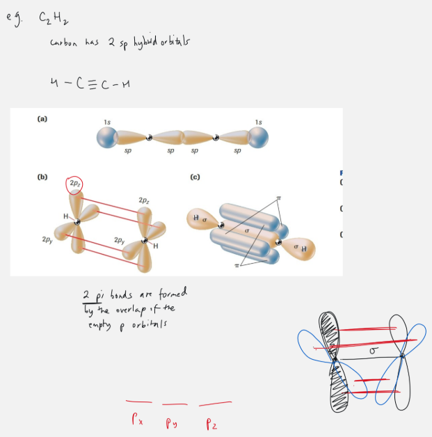 <ul><li><p>ex. carbon</p></li><li><p>in C<sub>2</sub>H<sub>2</sub> has 2 sp orbitals</p></li></ul><p></p>