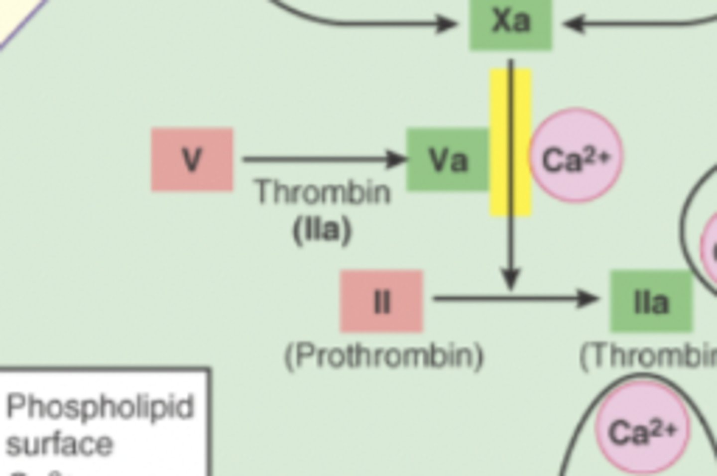 <p>converts fibrinogen into fibrin, causing blood clotting</p><p>-enzyme</p><p>-aka clotting factor 2</p>