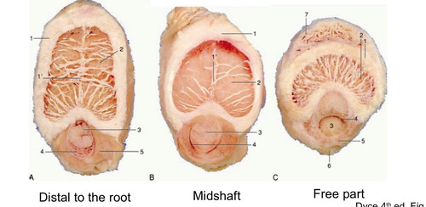 <p>What is 1' in the following image?</p>