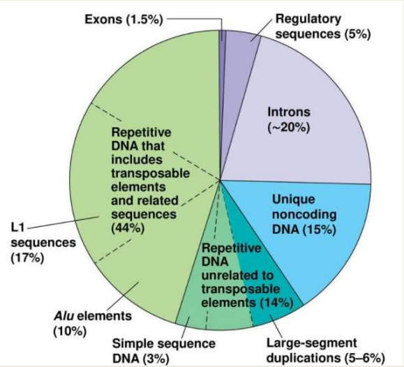Human genome
~58% repetitive
~1.5% exonic= proteins
- 2000- 90% of genome was done 
- April 2022- Complete genome 
- Map-based vs. Shot gun sequencing 
-- Today- more shot gun sequencing 