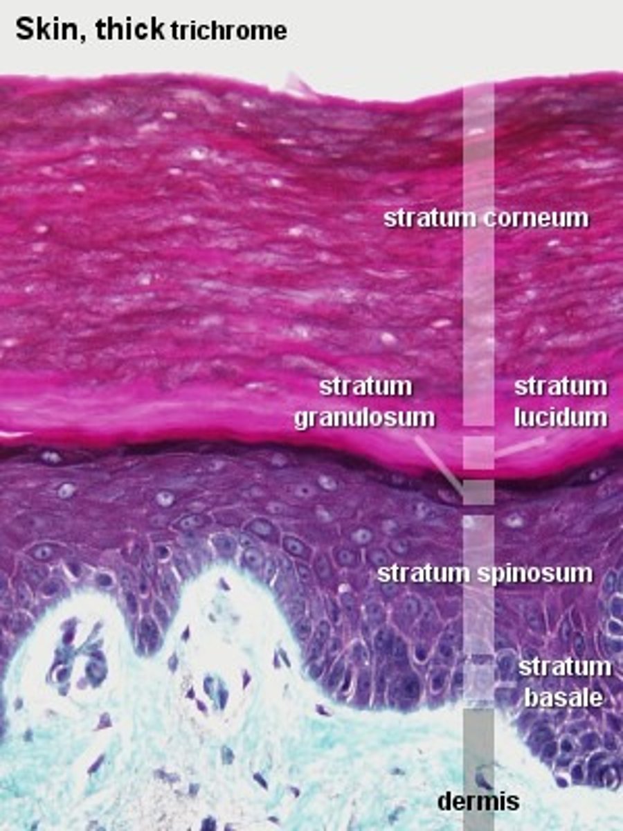 <p>corneum/ cornified (horny) layer; (thick skin only) lucidum/ clear layer; granulosum/ grainy layer; spinosum/ spiny layer; basale/ basal layer</p>