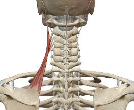 <p>Élévateur de la scapula</p>