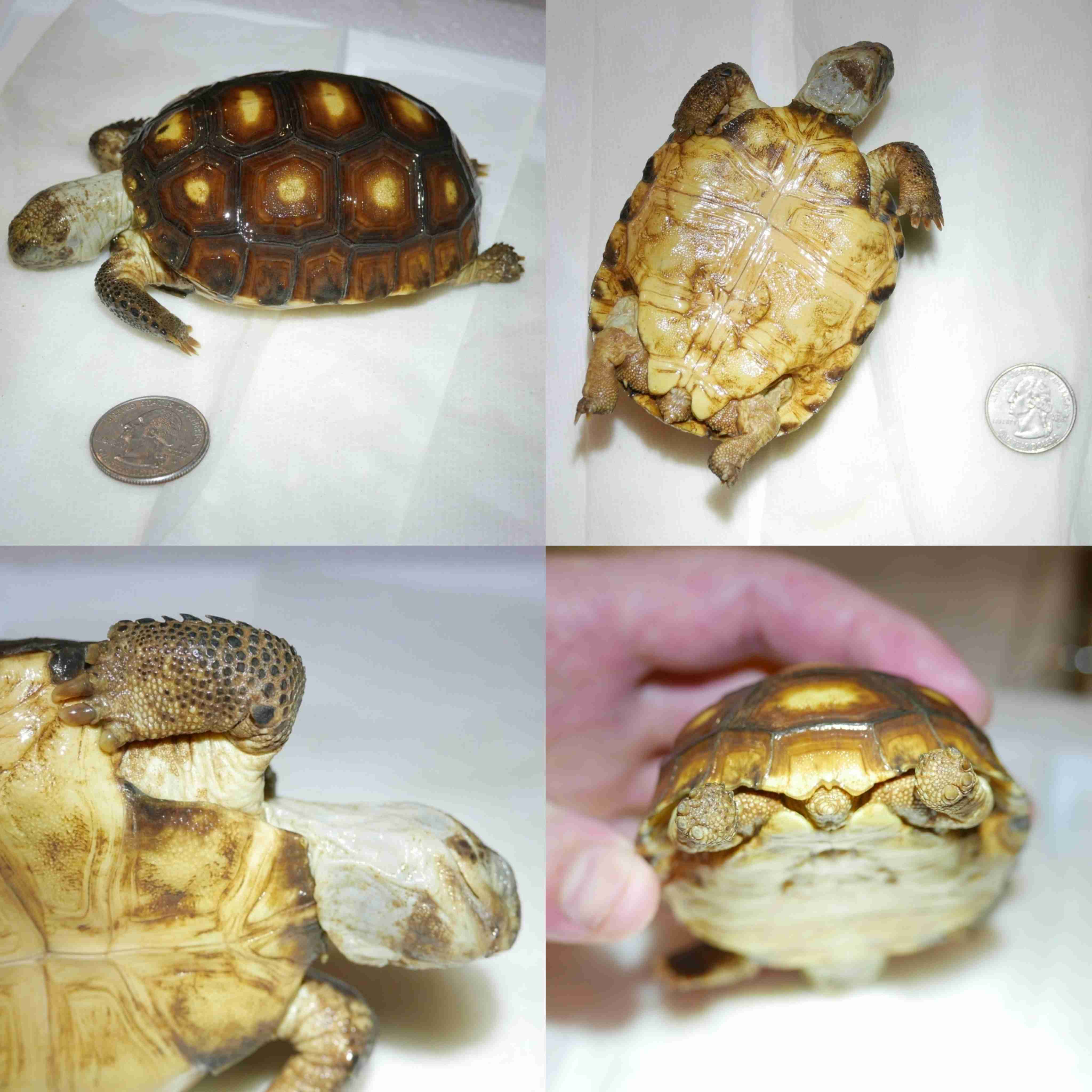 <p>What is the family and scientific name for this turtle?</p>