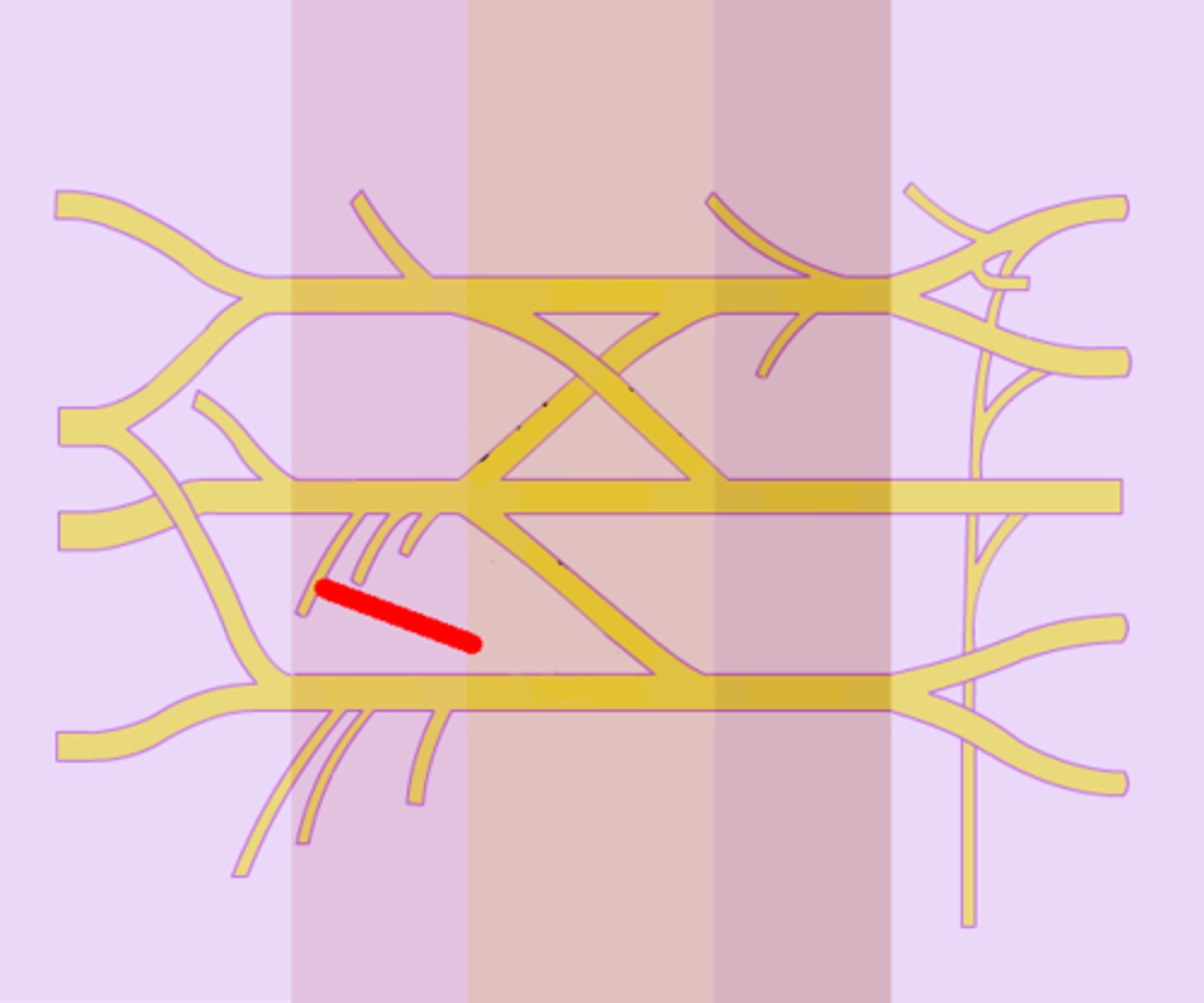 <p>posterior cord</p>