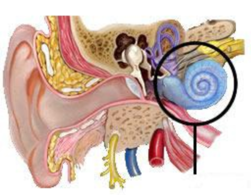 <p>A coiled, bony, fluid-filled tube in the inner ear through which sound waves trigger nerve impulses</p>