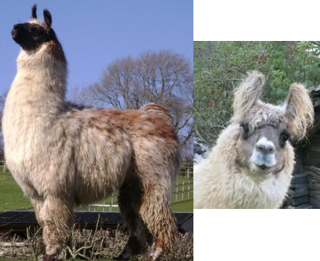 <p>Llama breed: heavy wool, “fringe” wool on head, ears, and legs down to ankles, known for thick eyebrows and fluffy ears, long/soft fleece</p>