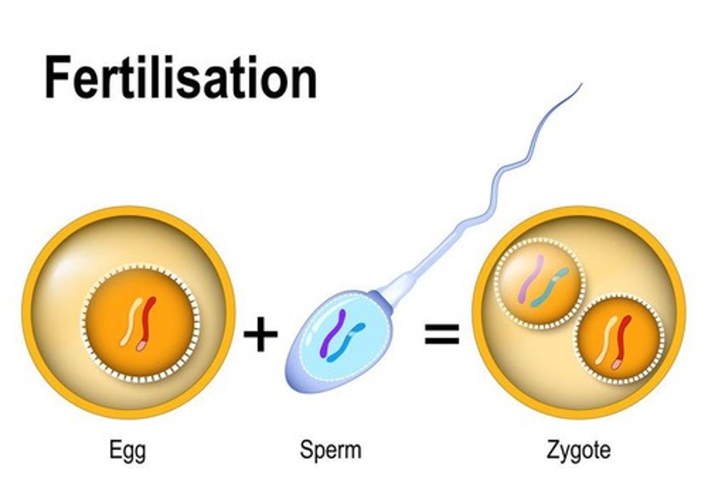 <p>The original chromosome number is restored.</p>