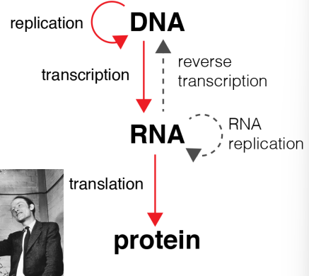 <ul><li><p>theory by Francis Crick in 1956</p></li><li><p>first proposed that the sequence of nucleotides in DNA determines the sequence of amino acids in a protein </p></li></ul><p></p>