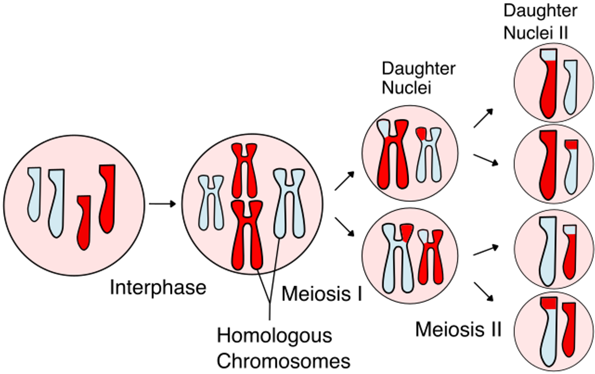 <p><span>•One characteristic of meiosis is that this process produces haploid daughter cells that vary in their genetic information.</span></p><p><span>•This is important as it means that the offspring will differ from one another and their parents.</span></p><p><span>•This generates genetic diversity, or <u>variation</u>, within a species.</span></p>