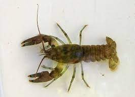 What is this species