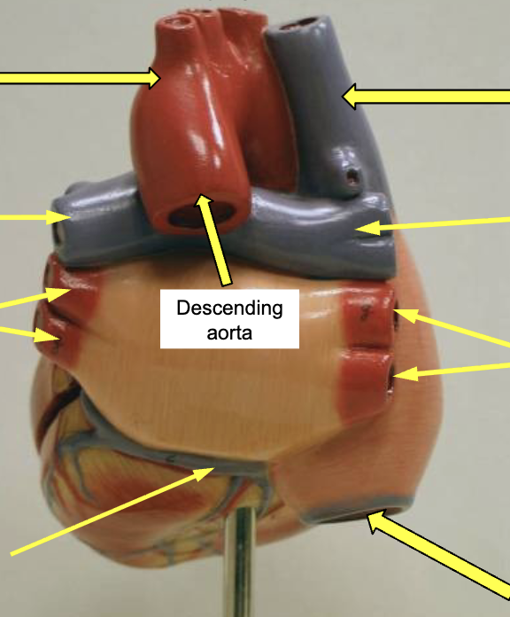 <p>identify the blood vessels at the tip of the pointer</p>